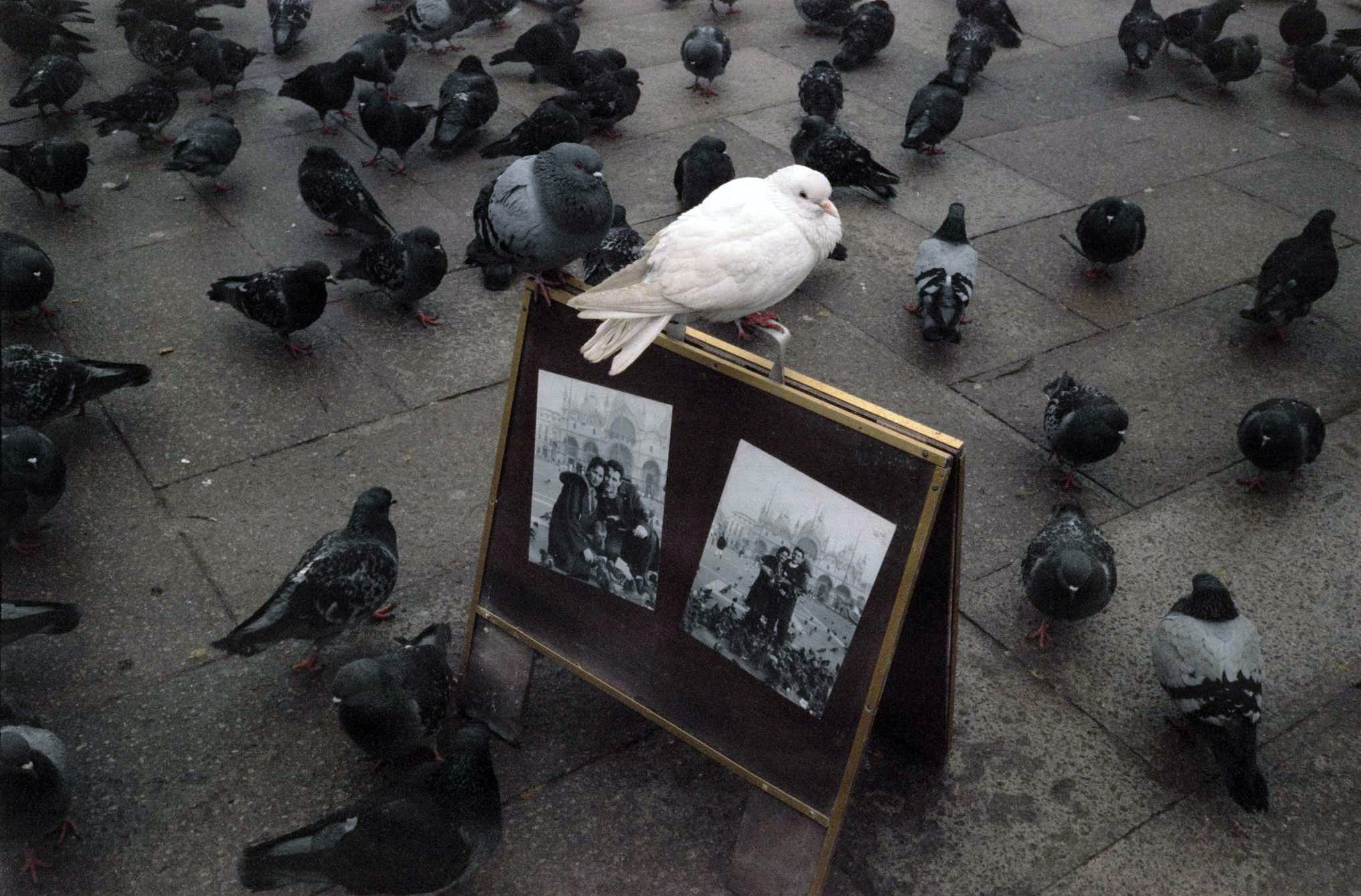 FRANK HORVAT PHOTODIARY
